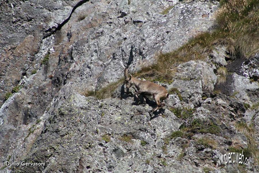 01 Stambecco al Passo di Salmurano.jpg